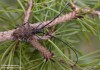 kozlíček sosnový (Brouci), Monochamus galloprovincialis pistor, Lamiini, Cerambycidae (Coleoptera)